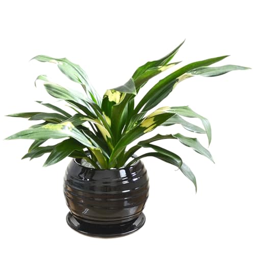 万年青 鉢」の人気商品一覧 | 安い商品を通販サイトから探す - 価格.com